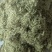 漯河百亩金银花持续采摘产新有需要的联系