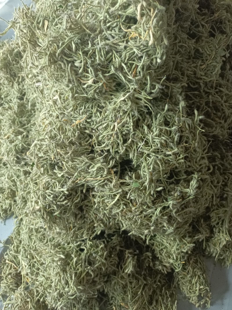 漯河百亩金银花持续采摘产新有需要的联系