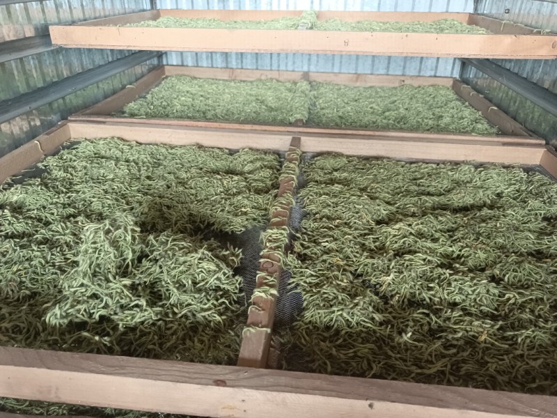 漯河百亩金银花持续采摘产新有需要的联系