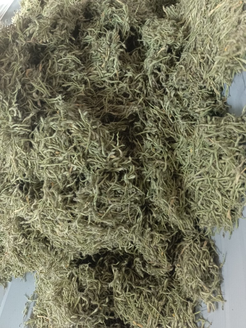 漯河百亩金银花持续采摘产新有需要的联系
