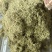漯河百亩金银花持续采摘产新有需要的联系
