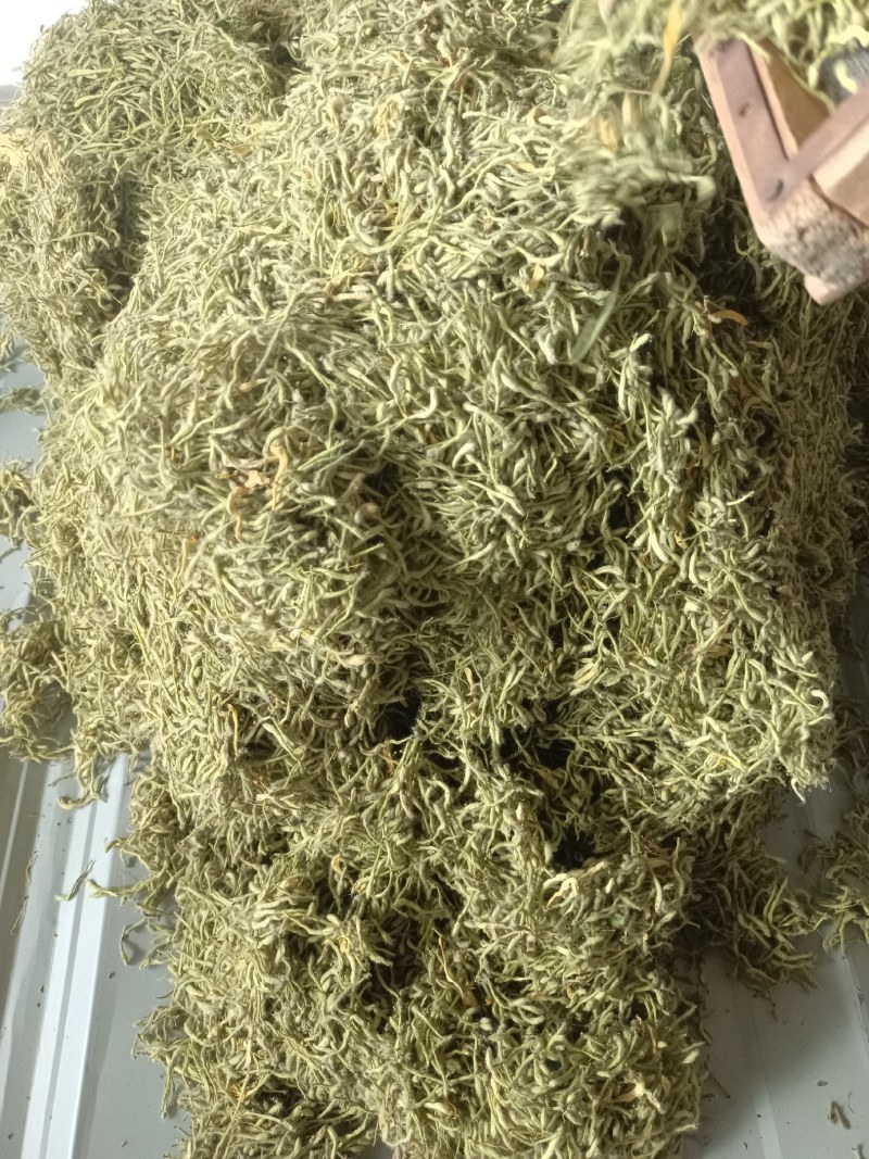 漯河百亩金银花持续采摘产新有需要的联系