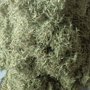 漯河百亩金银花持续采摘产新有需要的联系