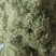 漯河百亩金银花持续采摘产新有需要的联系