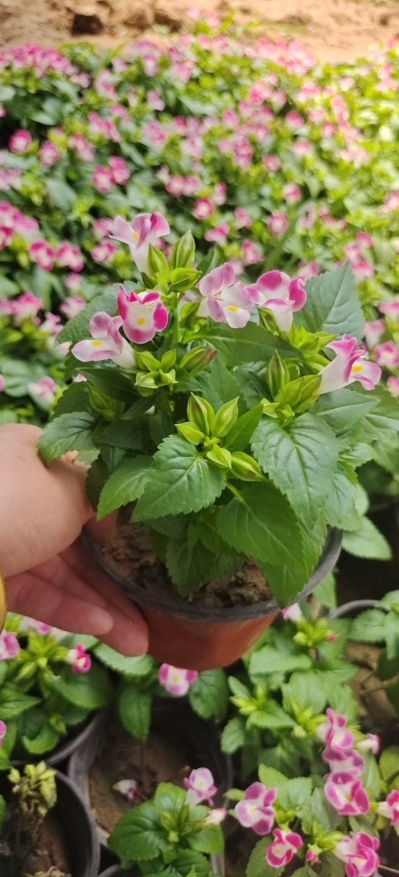 夏瑾粉色蓝色基地大量供应诚信经营质优价廉