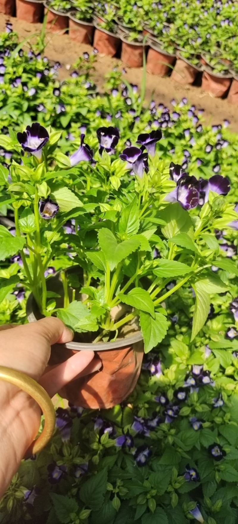 夏瑾粉色蓝色基地大量供应诚信经营质优价廉