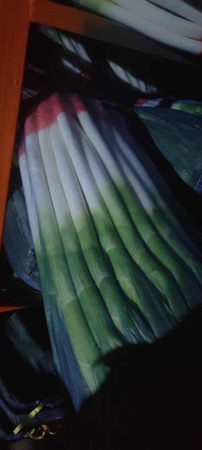 铁杆大葱小工棚大量上市随时发货粗高货都有