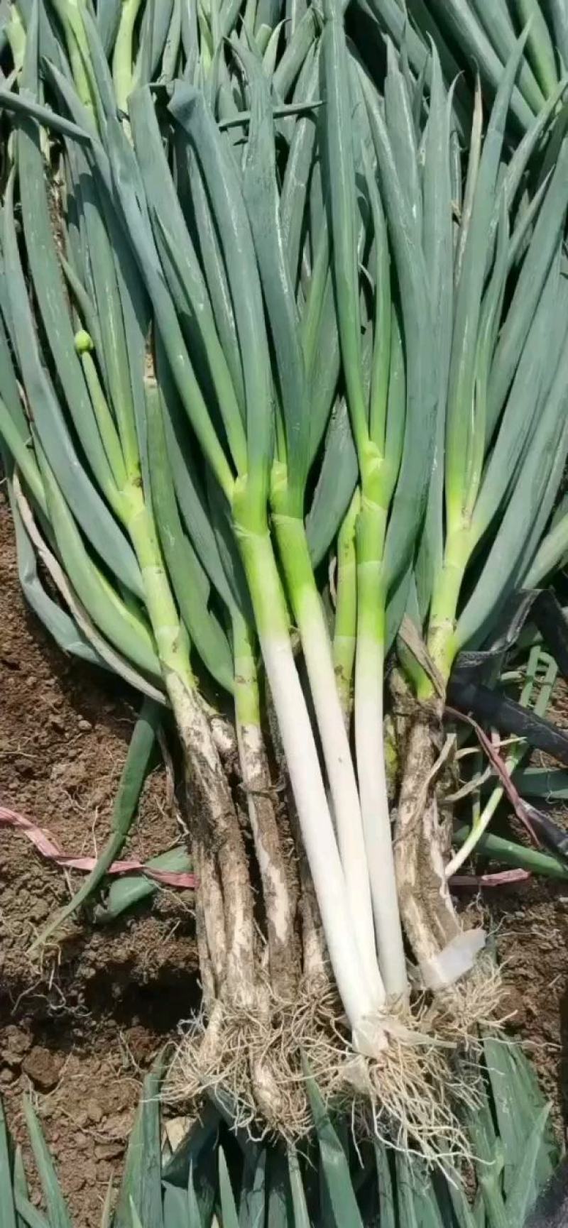 铁杆大葱小工棚大量上市随时发货粗高货都有