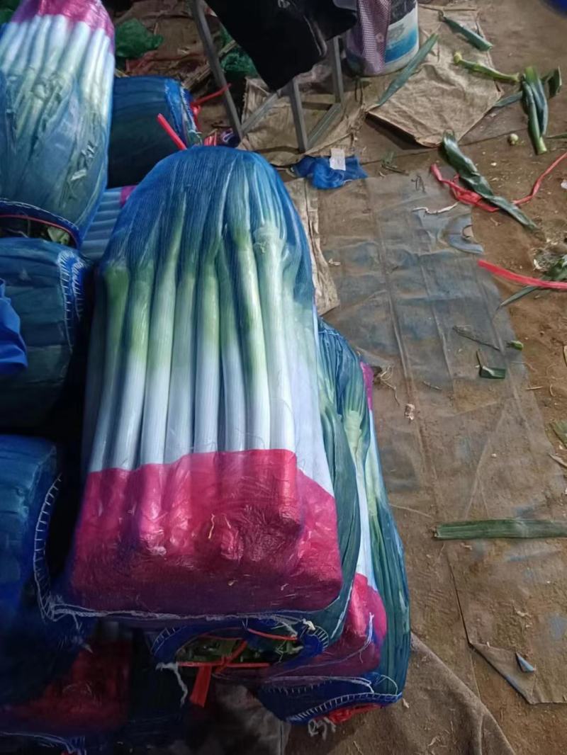 铁杆大葱小工棚大量上市随时发货粗高货都有