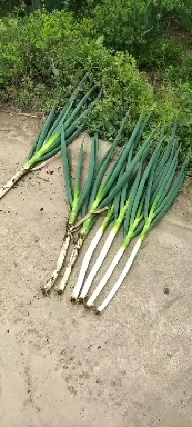 铁杆大葱小工棚大量上市随时发货粗高货都有
