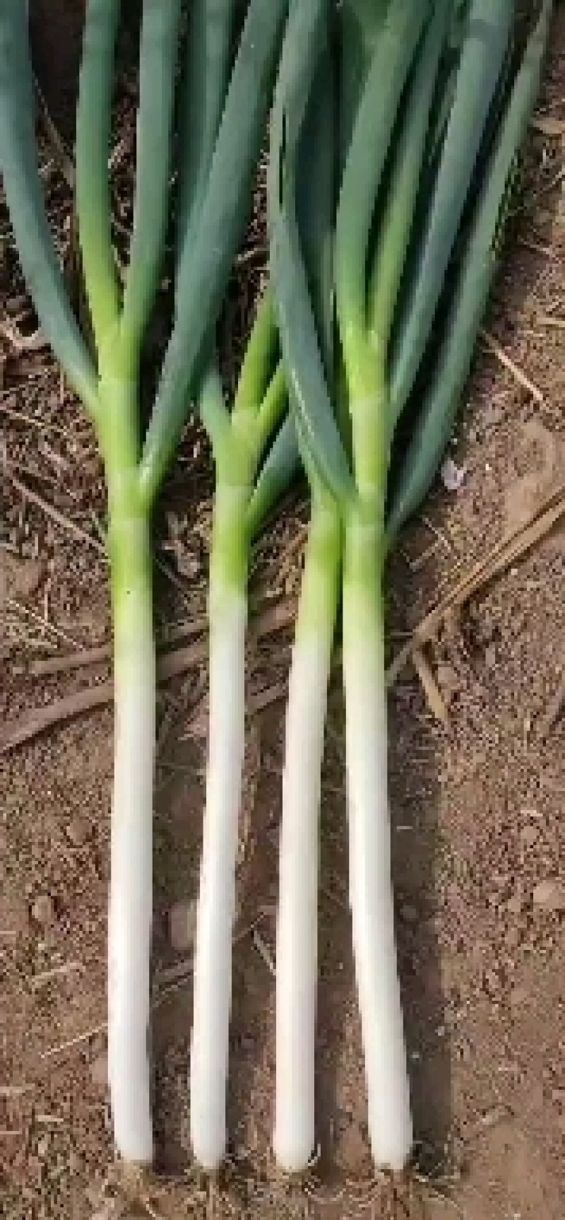 铁杆大葱小工棚大量上市随时发货粗高货都有