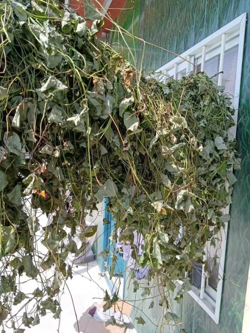 野生千金藤一手货源线上交易服务周到值得信赖