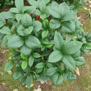 四季桂花盆栽直销批发