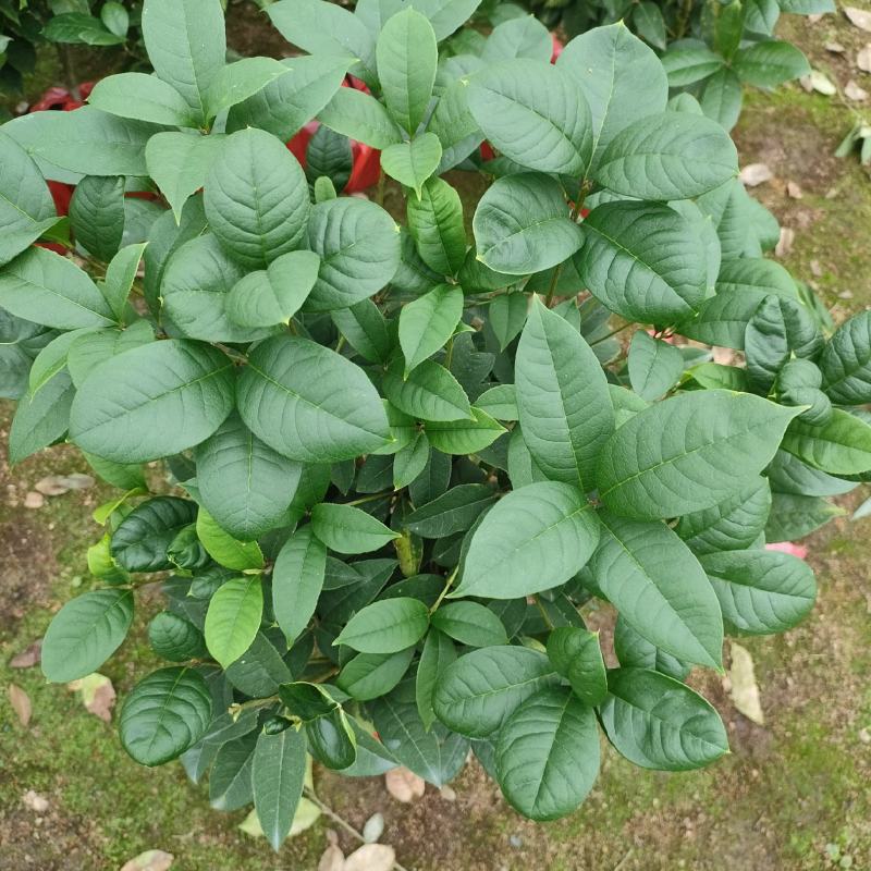 四季桂花盆栽直销批发