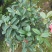 四季桂花盆栽直销批发