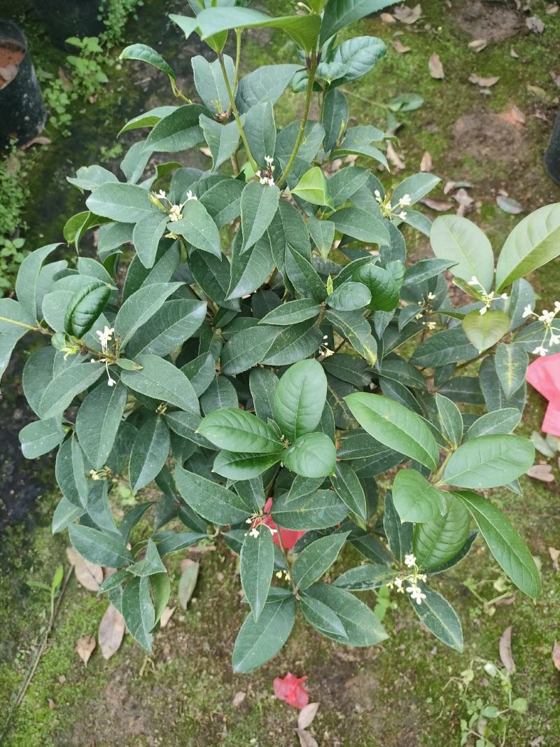 四季桂花盆栽直销批发