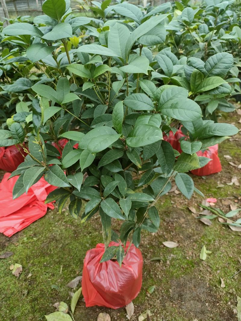 四季桂花盆栽直销批发