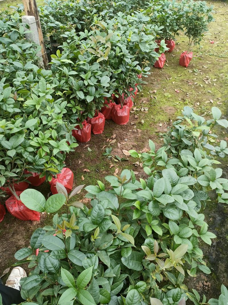 四季桂花盆栽直销批发