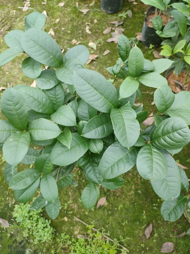 四季桂花盆栽直销批发