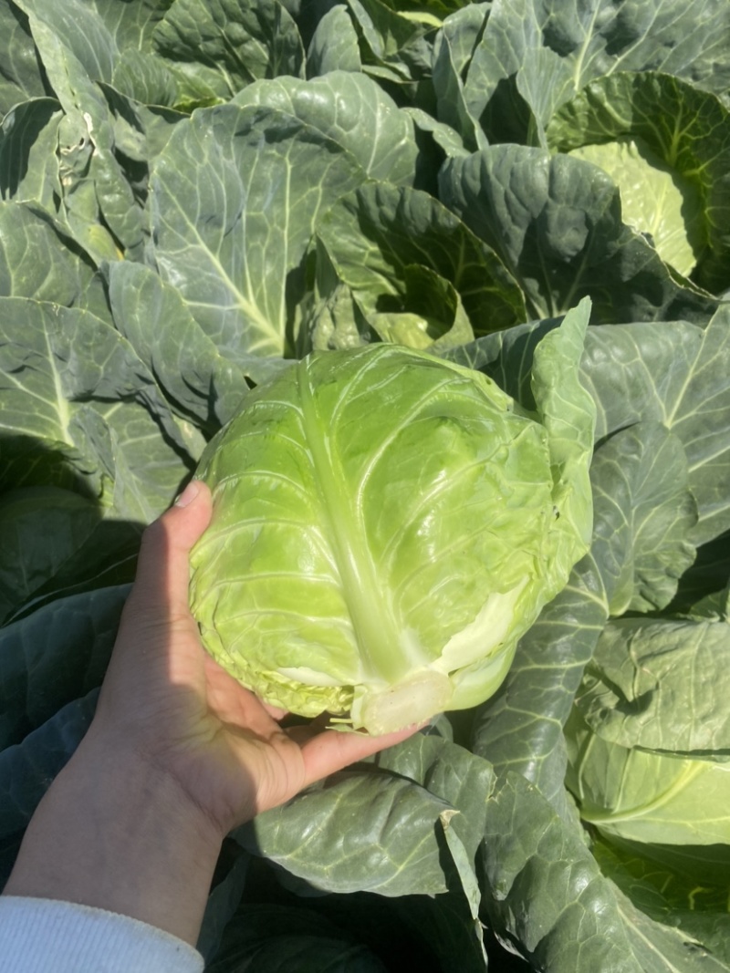 精品甘蓝质量保证甘甜清脆货源充足