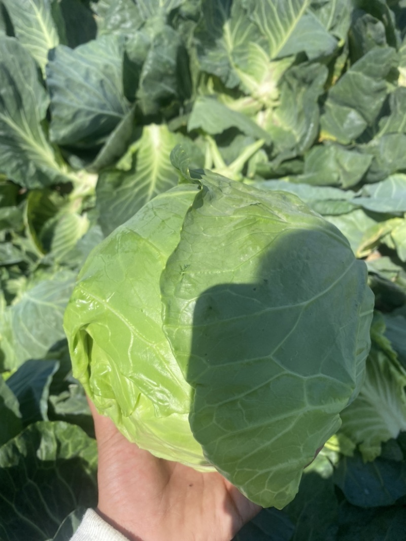 精品甘蓝质量保证甘甜清脆货源充足