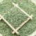 国产特绿小茴香（行情变化大，以具体报价为准）