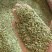 国产特绿小茴香（行情变化大，以具体报价为准）