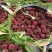 杨梅(味道正宗、香甜可䔽、一次合作、终身朋友)