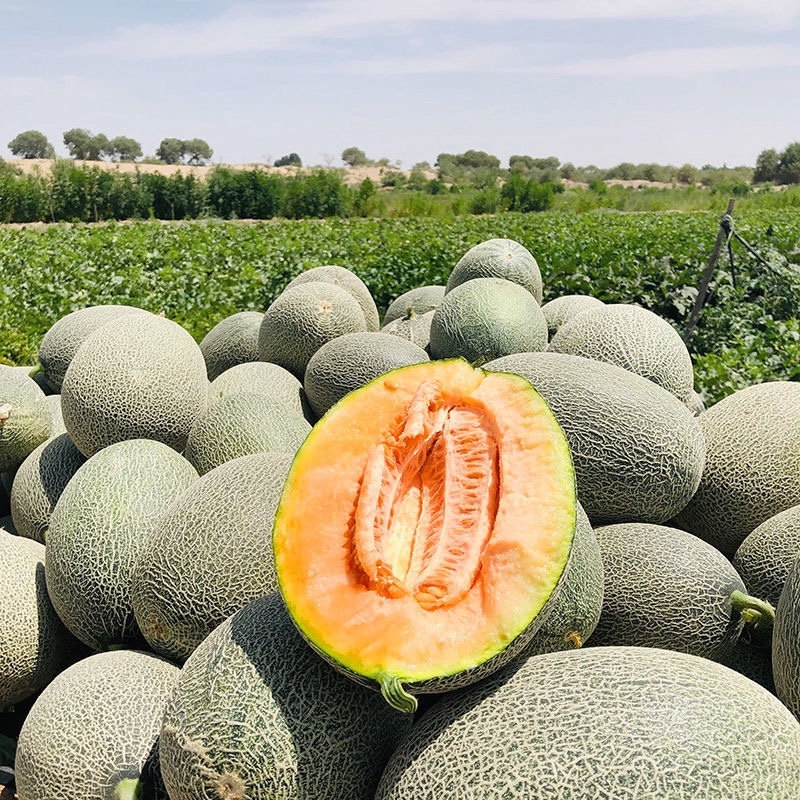 【哈密瓜】晓蜜25哈蜜瓜脆甜多汁欢迎采购