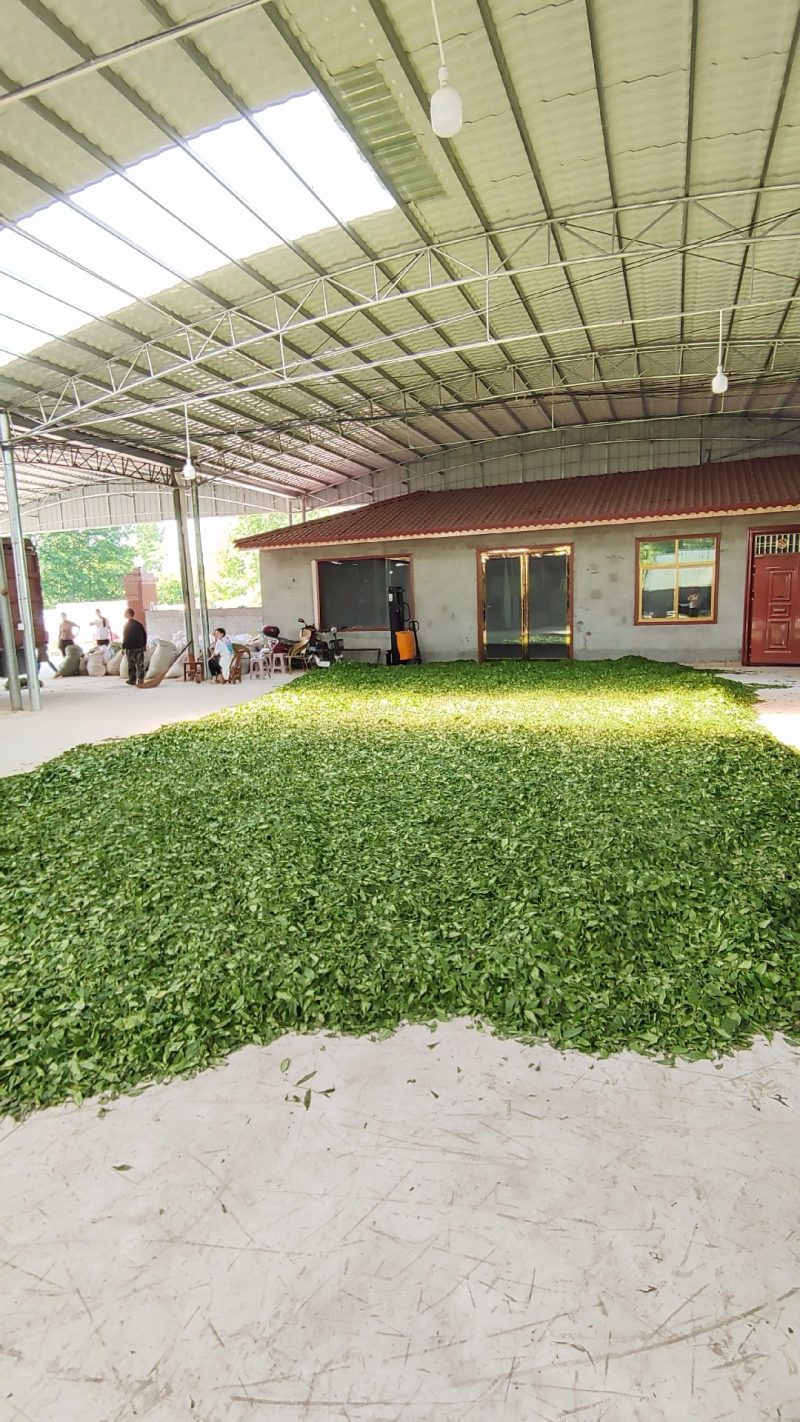 信阳绿茶大排档饭店工厂用价格实惠耐泡口味清香