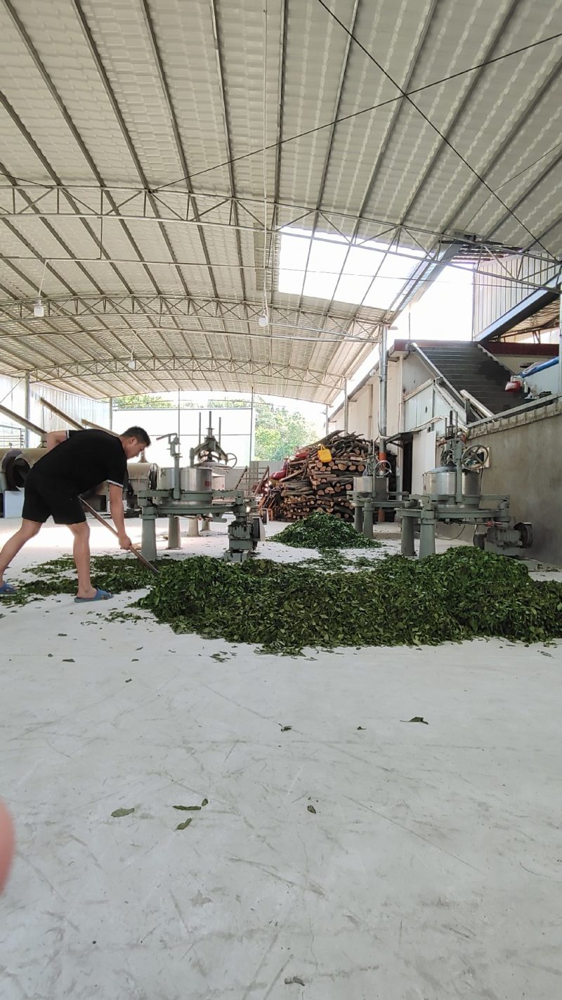 信阳绿茶大排档饭店工厂用价格实惠耐泡口味清香