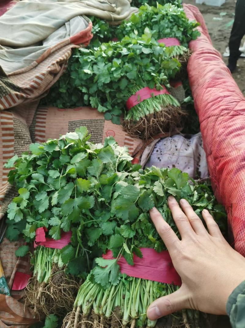 精品香菜！热销中！量大从优！货量充足！欢迎选购！