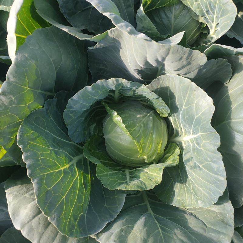 本地甘蓝大量上市！颜色绿无虫