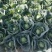 本地甘蓝大量上市！颜色绿无虫