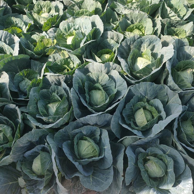 本地甘蓝大量上市！颜色绿无虫
