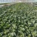 本地甘蓝大量上市！颜色绿无虫