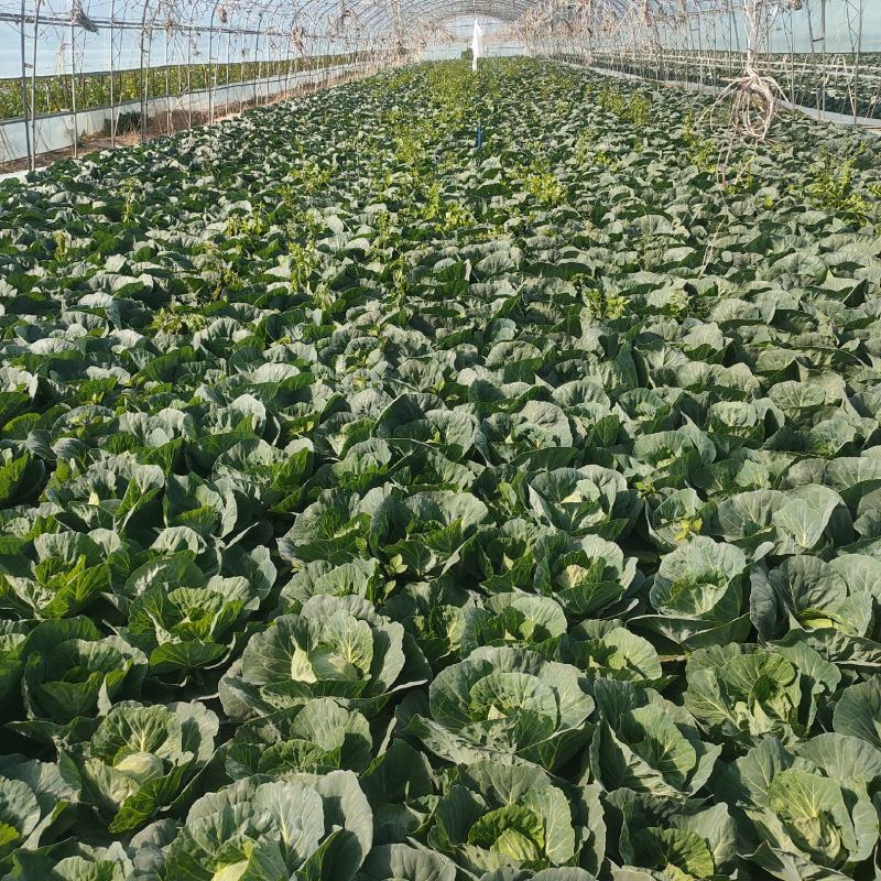 本地甘蓝大量上市！颜色绿无虫