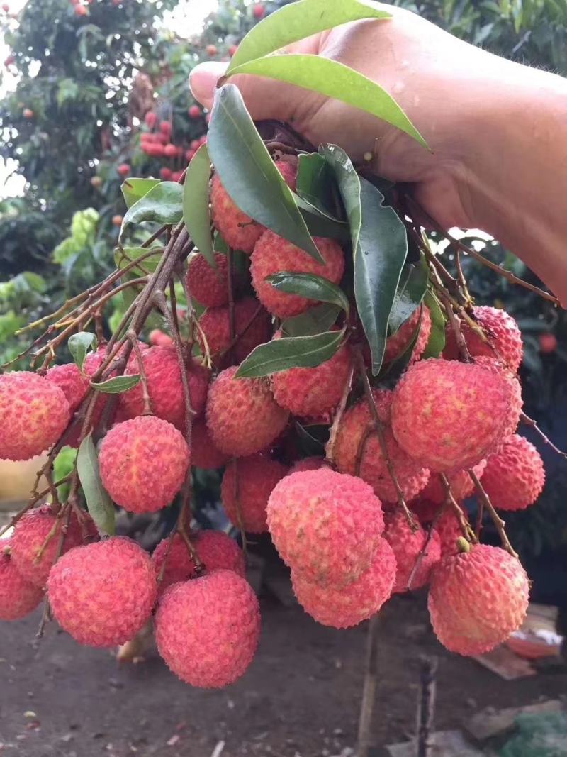 从化荔枝，桂味荔枝，淮枝荔枝，糯米糍荔枝