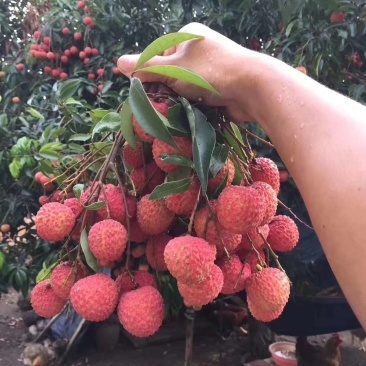 从化荔枝，桂味荔枝，淮枝荔枝，糯米糍荔枝