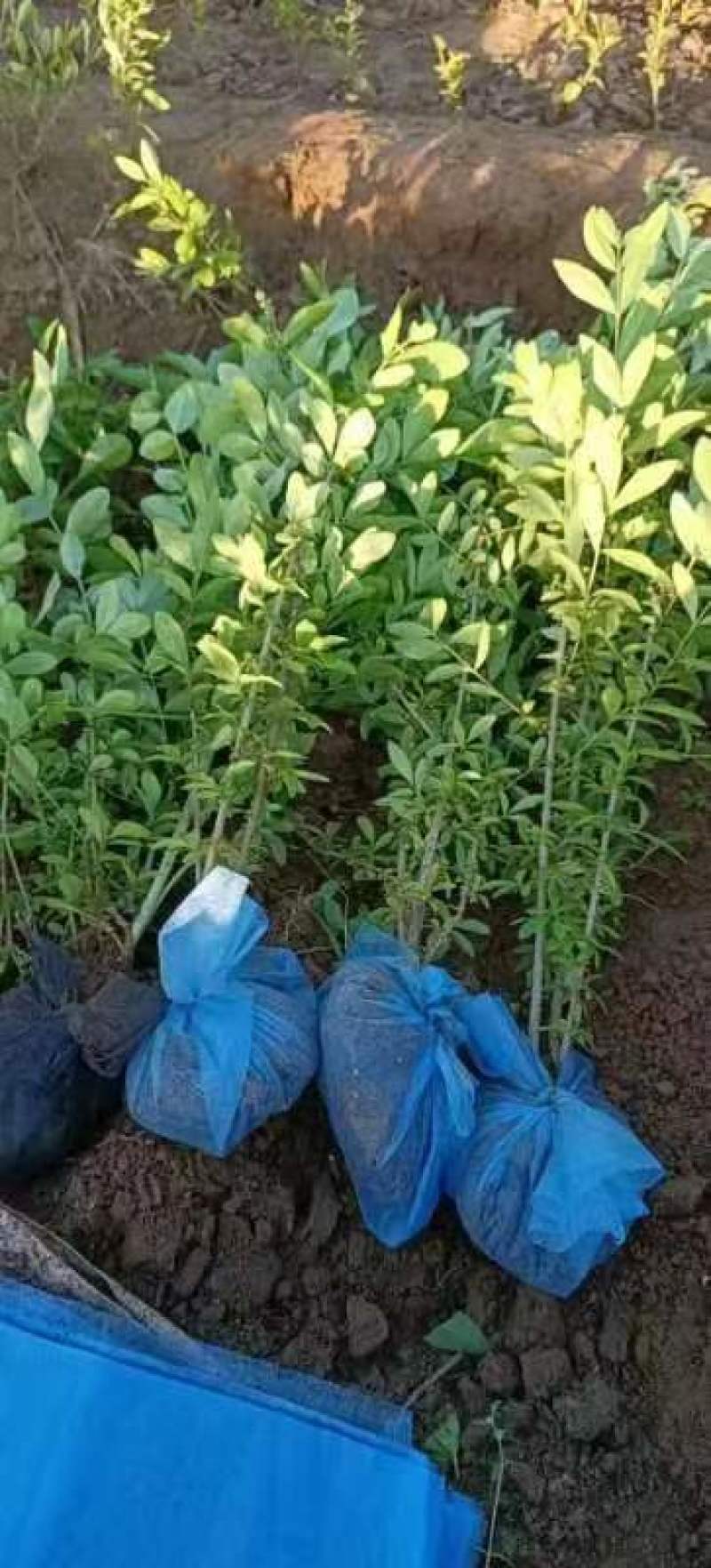 水蜡，水蜡绿篱，保定水蜡种植基地，自产自销无中介！