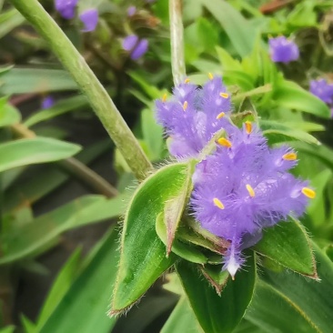 露水草