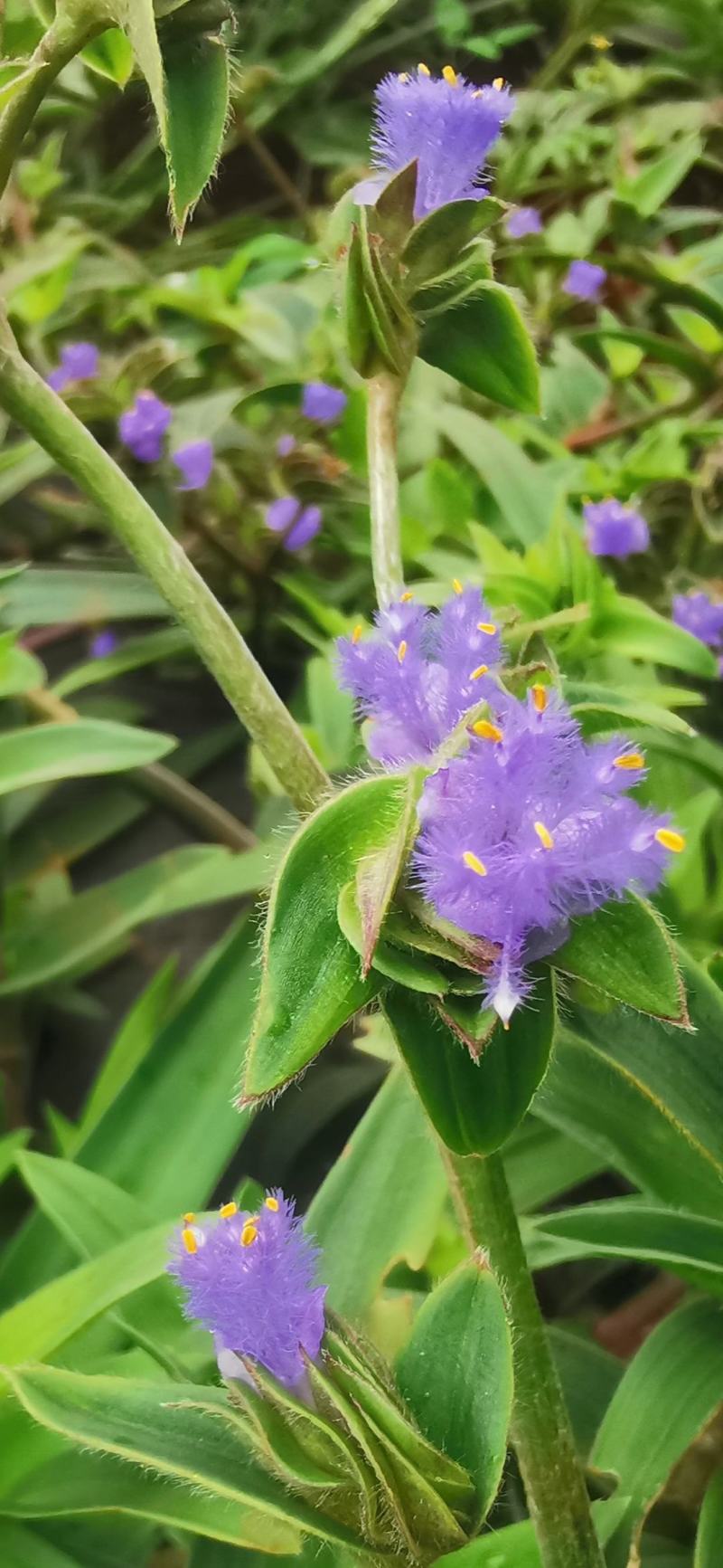 露水草