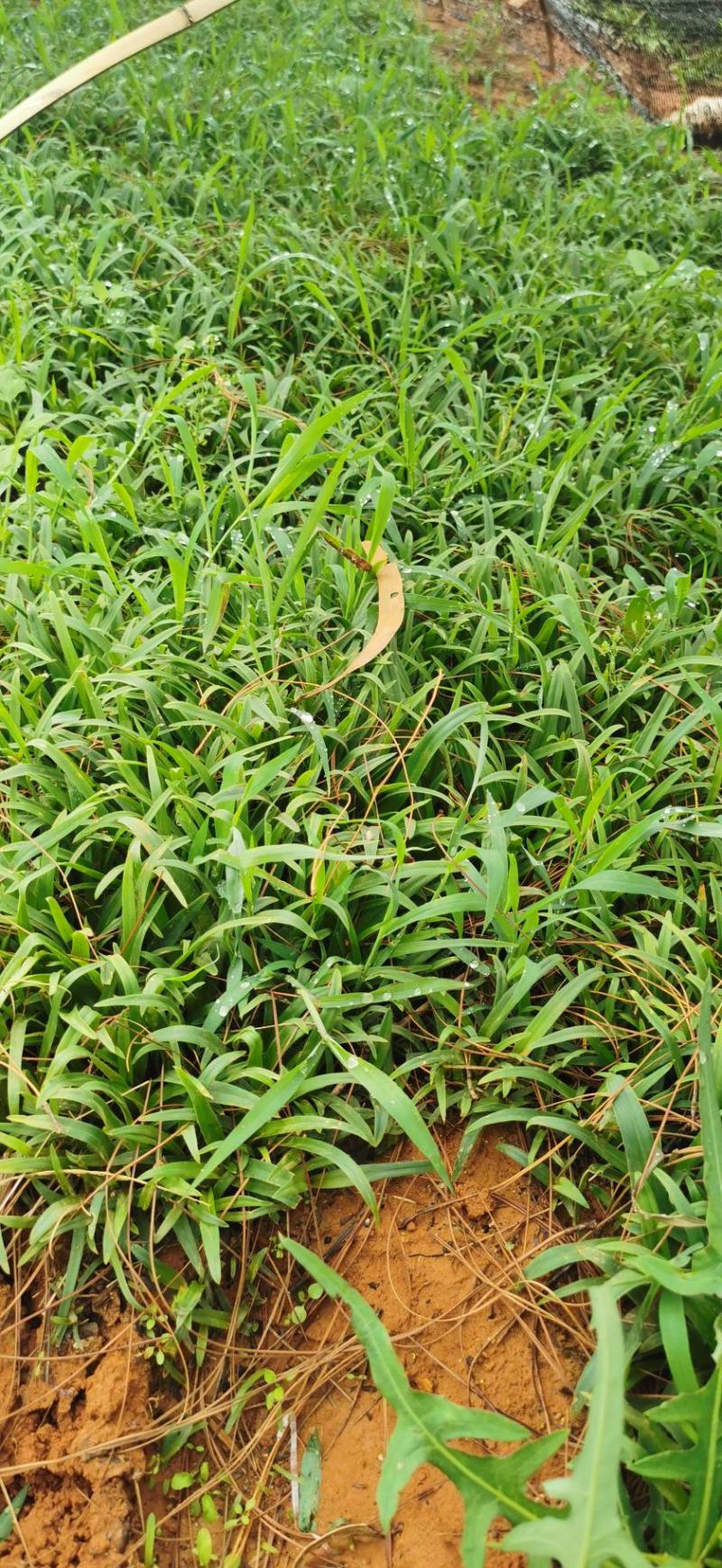 露水草
