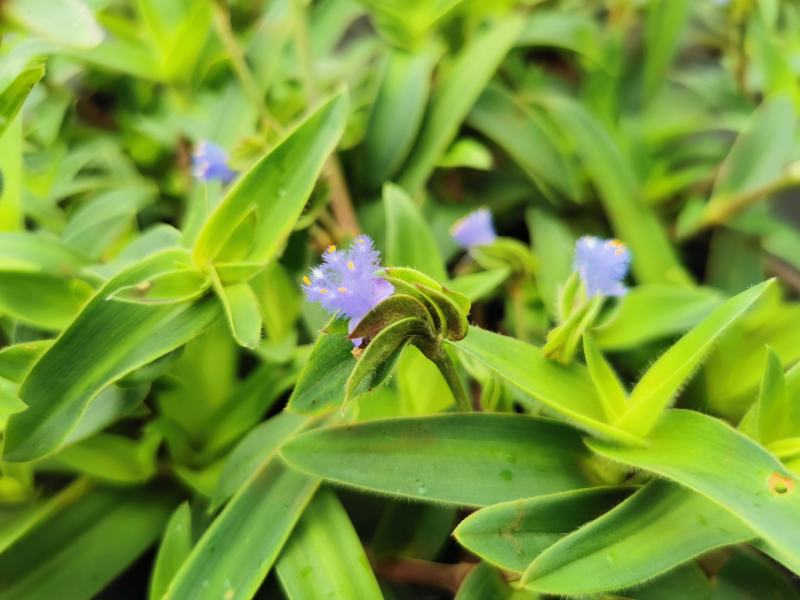 露水草