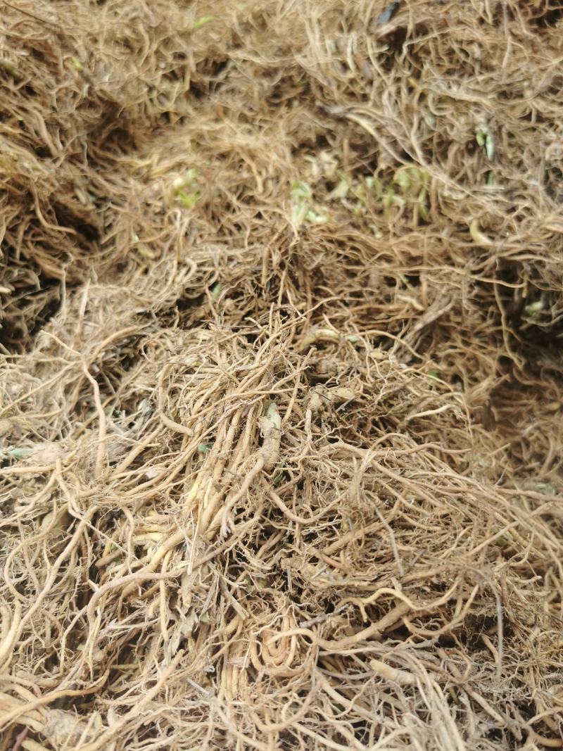 露水草