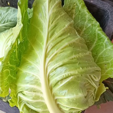 牛心甘蓝牛心菜