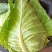 牛心甘蓝牛心菜