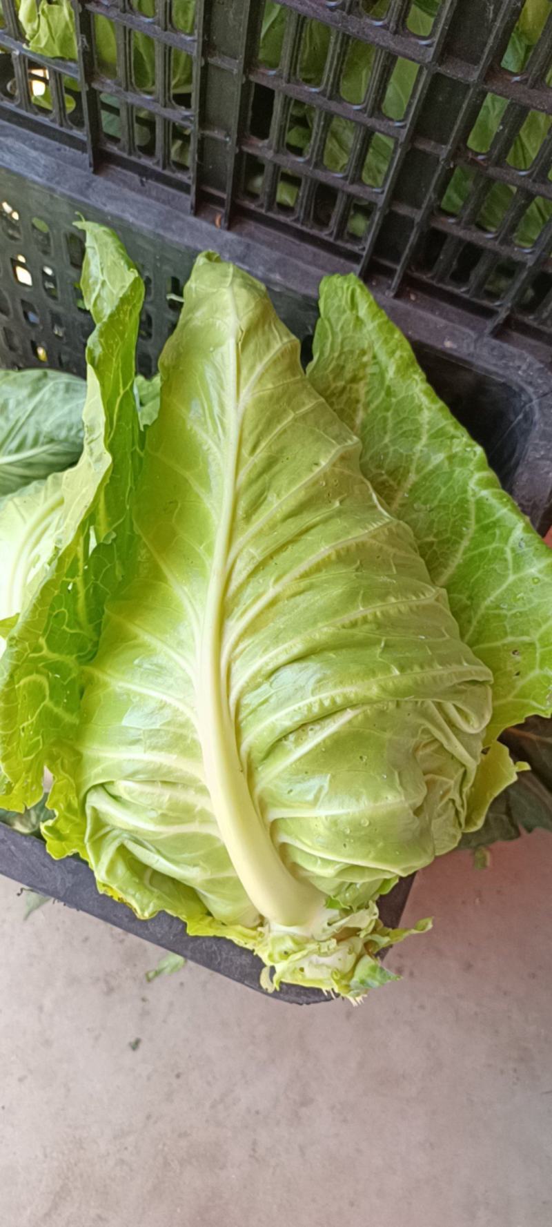 牛心甘蓝牛心菜