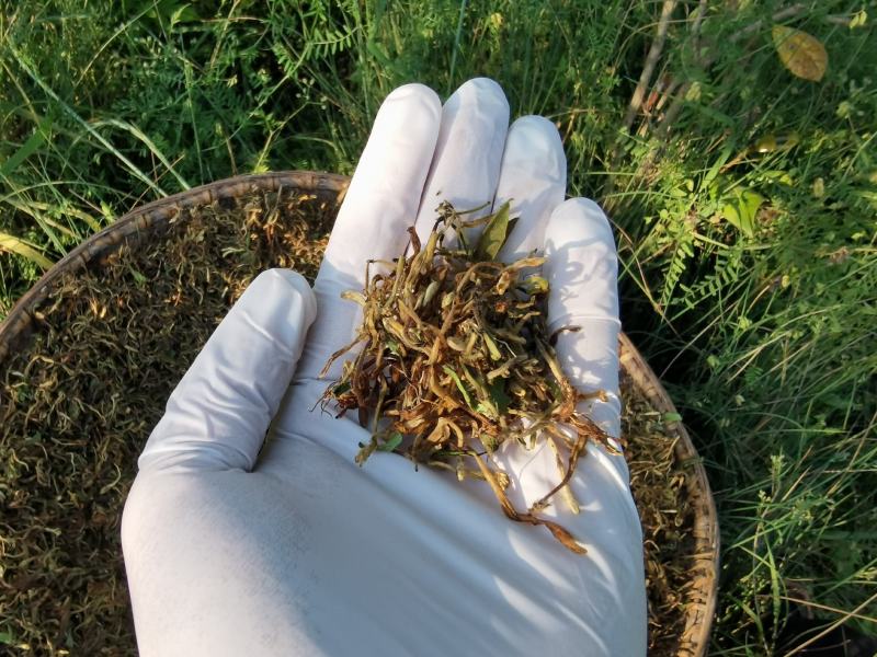 大别山野生金银花2斤装