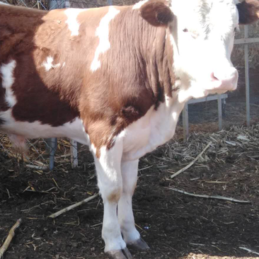 西门塔尔牛西门塔尔牛犊怀孕大母牛种公牛